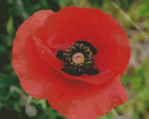 Flanders Poppy Diamond Painting