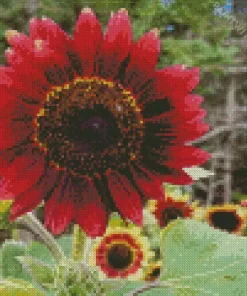 Florenza Sunflower Diamond Painting