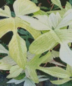 Florida Ghost Plant Diamond Painting