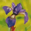 Flower Iris Close Up Diamond Painting