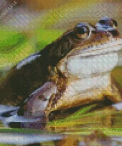 Frog Animal Diamond Painting