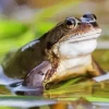 Frog Animal Diamond Painting