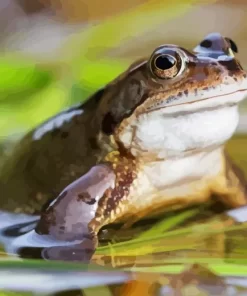 Frog Animal Diamond Painting