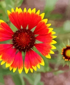 Gaillardia Flower Diamond Painting