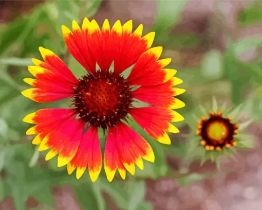 Gaillardia Flower Diamond Painting