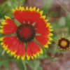 Gaillardia Flower Diamond Painting