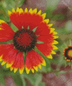 Gaillardia Flower Diamond Painting