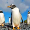 Gentoo Penguins Diamond Painting