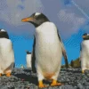 Gentoo Penguins Diamond Painting