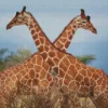 Giraffe Couple Diamond Painting