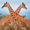 Giraffe Couple Diamond Painting