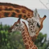 Giraffe Mother And Baby Diamond Painting