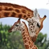 Giraffe Mother And Baby Diamond Painting