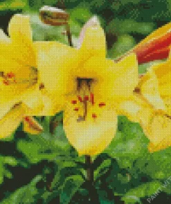 Golden Splendor Lilies Diamond Painting