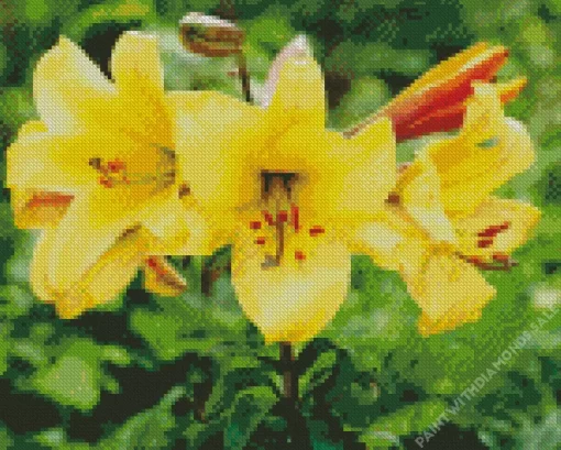 Golden Splendor Lilies Diamond Painting