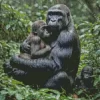 Gorilla Mother And Baby Diamond Painting