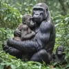 Gorilla Mother And Baby Diamond Painting