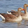 Greylag Geese Pair Diamond Painting