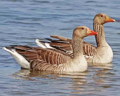 Greylag Geese Pair Diamond Painting