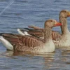 Greylag Geese Pair Diamond Painting