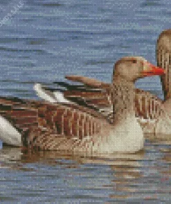 Greylag Geese Pair Diamond Painting