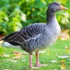 Greylag Goose Diamond Painting