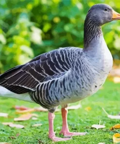 Greylag Goose Diamond Painting