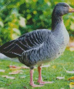 Greylag Goose Diamond Painting