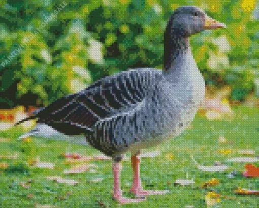 Greylag Goose Diamond Painting