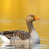 Greylag Goose Bird Diamond Painting