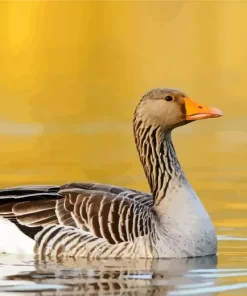 Greylag Goose Bird Diamond Painting