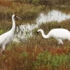 Grus Cranes Pair Diamond Painting