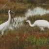 Grus Cranes Pair Diamond Painting