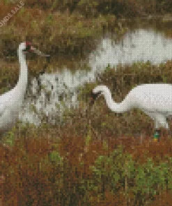 Grus Cranes Pair Diamond Painting