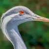 Grus Genus Crane Diamond Painting