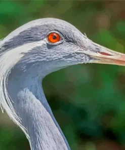 Grus Genus Crane Diamond Painting