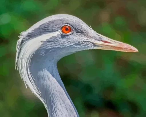 Grus Genus Crane Diamond Painting