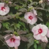 Hardy Hibiscus Flower Diamond Painting