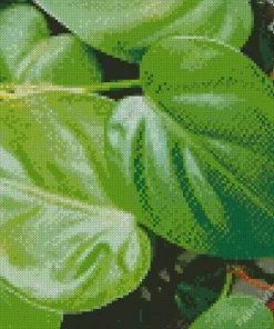 Heartleaf Philodendron Diamond Painting