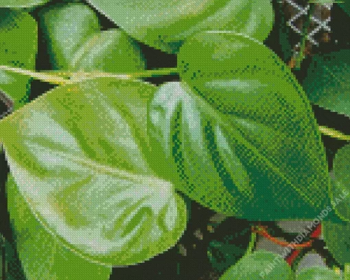 Heartleaf Philodendron Diamond Painting