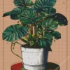 Heartleaf Philodendron Art Diamond Painting