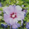 Hibiscus Althea Diamond Painting