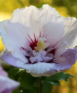 Hibiscus Althea Flower Diamond Painting