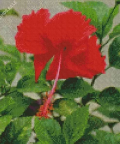 Hibiscus China Rose Diamond Painting