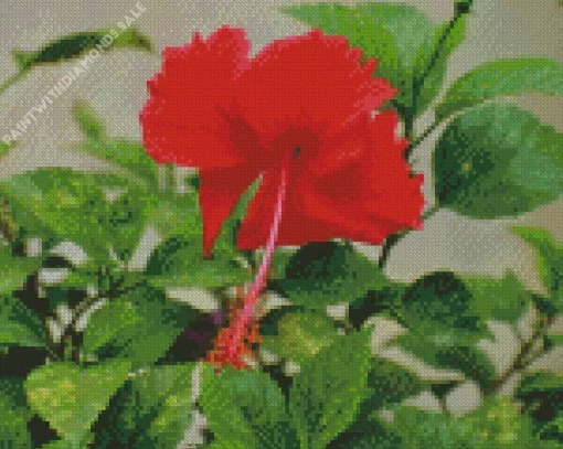 Hibiscus China Rose Diamond Painting