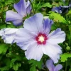 Hibiscus Syriacus Diamond Painting