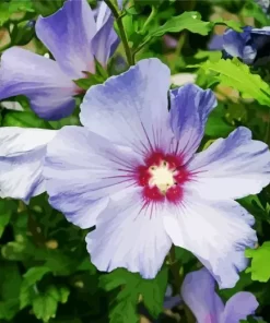 Hibiscus Syriacus Diamond Painting