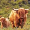 Highland Cow And Calf Diamond Painting