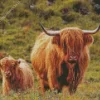 Highland Cow And Calf Diamond Painting