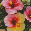 Hollyhock Flowers Diamond Painting